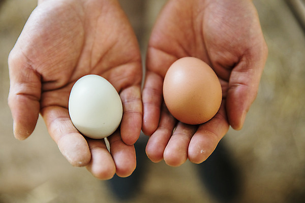 포토 JPG 주간 손 야외 신체부위 농장 계란 두개 닭 경상북도 특산물 지역 김천 청란 국내포토 자연요소 2 농업 조류 사람 알 경상도 파일형식