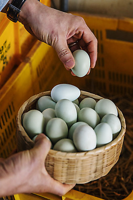 포토 JPG 주간 손 야외 신체부위 농장 바구니 여러개 닭 경상북도 특산물 지역 김천 청란 국내포토 자연요소 다수 농업 조류 사람 계란 경상도 파일형식