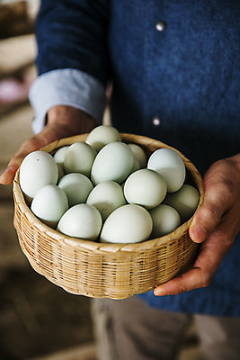 포토 JPG 주간 손 야외 신체부위 농장 바구니 여러개 닭 경상북도 특산물 지역 김천 청란 국내포토 자연요소 다수 농업 조류 사람 계란 경상도 파일형식