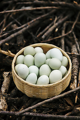 포토 JPG 주간 사람없음 야외 농장 바구니 여러개 닭 경상북도 특산물 지역 김천 청란 국내포토 자연요소 다수 농업 조류 계란 경상도 파일형식