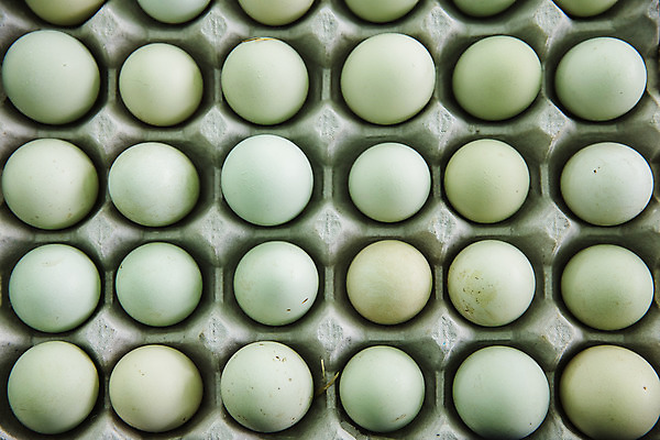 포토 JPG 주간 사람없음 야외 농장 여러개 닭 경상북도 특산물 지역 계란판 김천 청란 국내포토 자연요소 다수 농업 조류 계란 경상도 파일형식