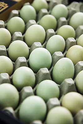 포토 JPG 주간 사람없음 야외 농장 여러개 닭 경상북도 특산물 지역 계란판 김천 청란 국내포토 자연요소 다수 농업 조류 계란 경상도 파일형식