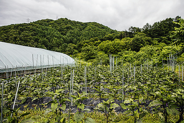 포토 JPG 주간 밭 가지 사람없음 야외 유기농 특산물 지역 비닐하우스 충청북도 보은 국내포토 자연요소 웰빙 농업 채소 충청도 파일형식