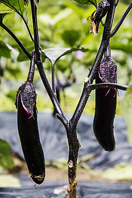 포토 JPG 주간 밭 가지 근접촬영 사람없음 야외 두개 유기농 특산물 지역 비닐하우스 충청북도 보은 국내포토 자연요소 웰빙 뷰포인트 2 농업 채소 충청도 파일형식