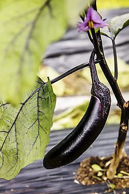 포토 JPG 주간 잎 밭 가지 사람없음 야외 한개 유기농 특산물 지역 비닐하우스 충청북도 가지꽃 보은 국내포토 자연요소 식물 1 웰빙 꽃 농업 채소 충청도 파일형식