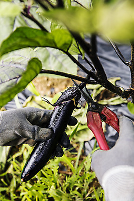 포토 JPG 주간 손 밭 가지 야외 신체부위 자르기 유기농 특산물 지역 비닐하우스 충청북도 보은 국내포토 자연요소 웰빙 농업 채소 모션 사람 충청도 파일형식