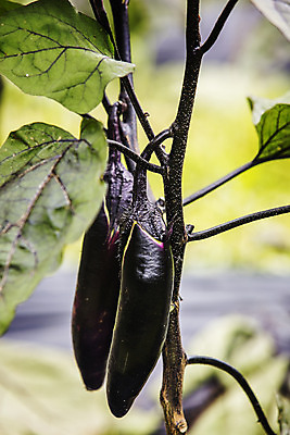 포토 JPG 주간 밭 가지 근접촬영 사람없음 야외 두개 유기농 특산물 지역 비닐하우스 충청북도 보은 국내포토 자연요소 웰빙 뷰포인트 2 농업 채소 충청도 파일형식