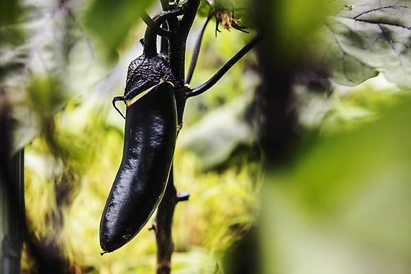 포토 JPG 주간 밭 가지 사람없음 야외 아웃포커스 한개 유기농 특산물 지역 비닐하우스 충청북도 보은 국내포토 자연요소 1 웰빙 농업 채소 촬영기법 충청도 파일형식