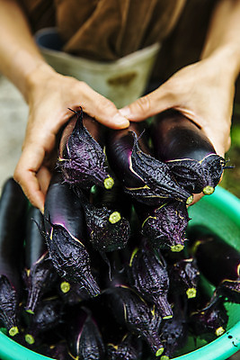 포토 JPG 주간 손 밭 가지 들기 야외 신체부위 바구니 여러개 유기농 특산물 지역 비닐하우스 충청북도 보은 국내포토 자연요소 웰빙 다수 농업 채소 모션 사람 충청도 파일형식