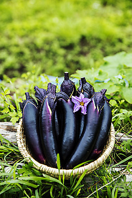 포토 JPG 주간 밭 가지 사람없음 야외 바구니 여러개 유기농 특산물 지역 비닐하우스 충청북도 가지꽃 보은 국내포토 자연요소 웰빙 꽃 다수 농업 채소 충청도 파일형식