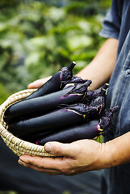 포토 JPG 주간 손 밭 가지 들기 야외 신체부위 바구니 여러개 유기농 특산물 지역 비닐하우스 충청북도 보은 국내포토 자연요소 웰빙 다수 농업 채소 모션 사람 충청도 파일형식