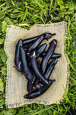 포토 JPG 주간 밭 가지 사람없음 야외 하이앵글 여러개 유기농 특산물 지역 비닐하우스 충청북도 보은 국내포토 자연요소 웰빙 뷰포인트 다수 농업 채소 충청도 파일형식