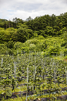 포토 JPG 주간 밭 가지 사람없음 야외 유기농 특산물 지역 비닐하우스 충청북도 보은 국내포토 자연요소 웰빙 농업 채소 충청도 파일형식
