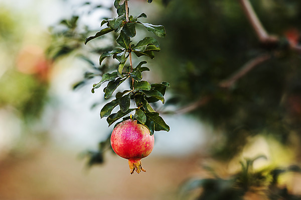 포토 JPG 주간 과일 근접촬영 사람없음 야외 아웃포커스 전라남도 특산물 지역 석류 석류나무 고흥 국내포토 자연요소 나무 뷰포인트 촬영기법 전라도 파일형식