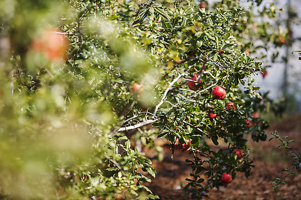 포토 JPG 주간 과일 사람없음 야외 아웃포커스 전라남도 특산물 지역 석류 석류나무 고흥 국내포토 자연요소 나무 촬영기법 전라도 파일형식