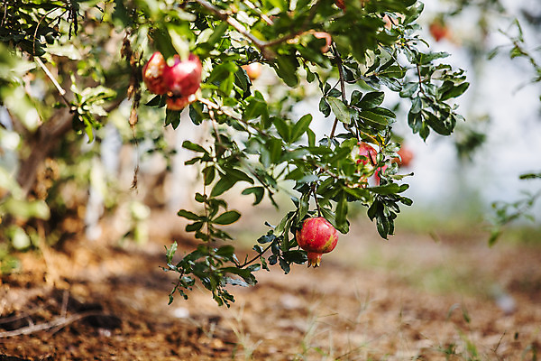 포토 JPG 주간 과일 사람없음 야외 아웃포커스 전라남도 특산물 지역 석류 석류나무 고흥 국내포토 자연요소 나무 촬영기법 전라도 파일형식