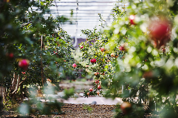 포토 JPG 주간 과일 사람없음 야외 아웃포커스 전라남도 특산물 지역 석류 석류나무 고흥 국내포토 자연요소 나무 촬영기법 전라도 파일형식