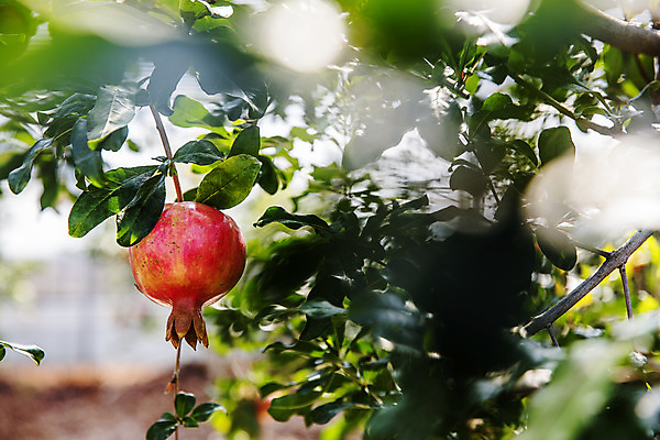 포토 JPG 주간 과일 사람없음 야외 아웃포커스 전라남도 특산물 지역 석류 석류나무 고흥 국내포토 자연요소 나무 촬영기법 전라도 파일형식