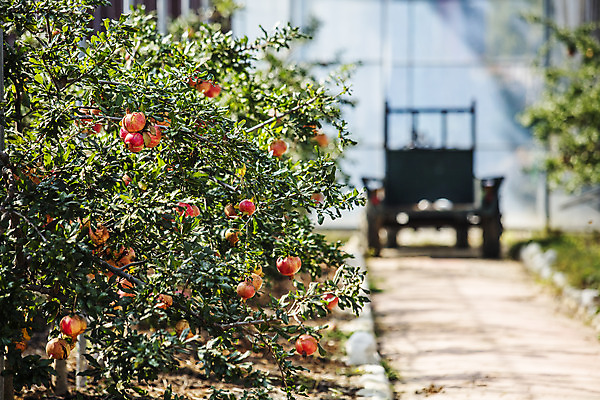 포토 JPG 주간 과일 사람없음 야외 아웃포커스 전라남도 특산물 지역 석류 석류나무 고흥 국내포토 자연요소 나무 촬영기법 전라도 파일형식