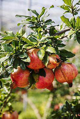 포토 JPG 주간 과일 사람없음 야외 아웃포커스 여러개 전라남도 특산물 지역 석류 석류나무 고흥 국내포토 자연요소 나무 다수 촬영기법 전라도 파일형식