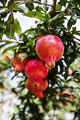 포토 JPG 주간 과일 근접촬영 사람없음 야외 아웃포커스 전라남도 특산물 지역 석류 석류나무 고흥 국내포토 자연요소 나무 뷰포인트 촬영기법 전라도 파일형식