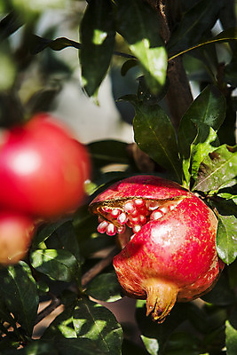 포토 JPG 주간 과일 근접촬영 사람없음 야외 아웃포커스 전라남도 특산물 지역 석류 석류나무 고흥 국내포토 자연요소 나무 뷰포인트 촬영기법 전라도 파일형식