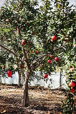 포토 JPG 주간 과일 사람없음 야외 전라남도 특산물 지역 석류 석류나무 고흥 국내포토 자연요소 나무 전라도 파일형식
