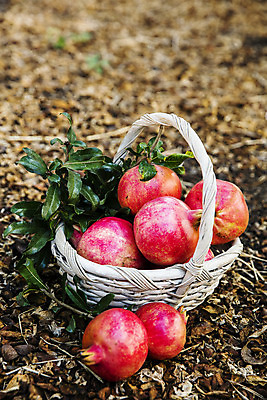 포토 JPG 주간 과일 사람없음 야외 바구니 여러개 전라남도 특산물 지역 석류 고흥 국내포토 자연요소 다수 전라도 파일형식