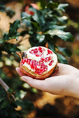 포토 JPG 주간 손 과일 들기 근접촬영 야외 아웃포커스 신체부위 전라남도 특산물 지역 석류 고흥 국내포토 자연요소 뷰포인트 모션 촬영기법 사람 전라도 파일형식