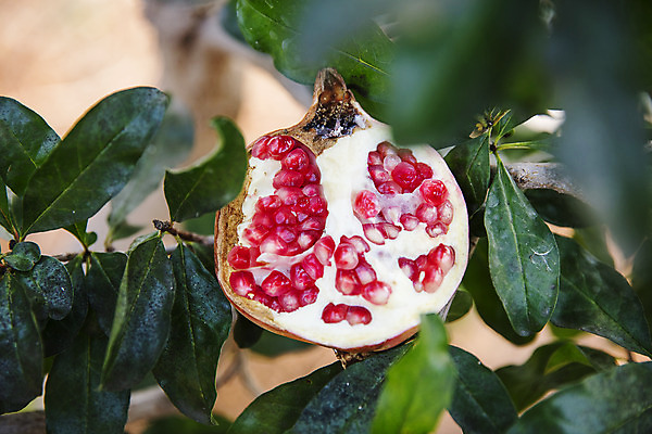 포토 JPG 주간 과일 근접촬영 사람없음 야외 아웃포커스 전라남도 특산물 지역 석류 석류알 고흥 국내포토 자연요소 뷰포인트 촬영기법 전라도 파일형식