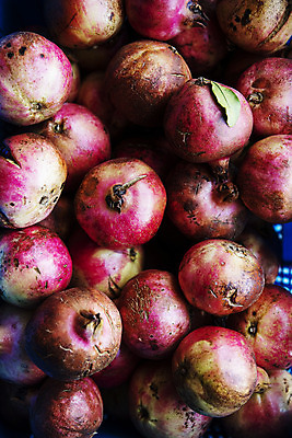 포토 JPG 주간 과일 사람없음 야외 여러개 전라남도 특산물 지역 석류 고흥 국내포토 자연요소 다수 전라도 파일형식