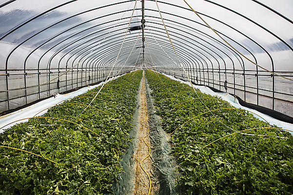 포토 JPG 주간 과일 사람없음 야외 경상북도 특산물 참외 지역 비닐하우스 성주 성주참외 국내포토 자연요소 농업 경상도 파일형식