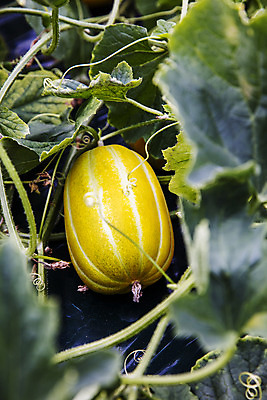 포토 JPG 주간 잎 과일 근접촬영 사람없음 야외 한개 경상북도 특산물 참외 지역 비닐하우스 제철 성주 성주참외 제철과일 과채 국내포토 자연요소 식물 1 뷰포인트 농업 채소 경상도 파일형식