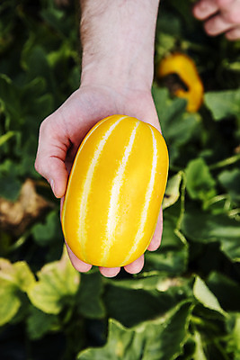 포토 JPG 주간 손 과일 들기 야외 아웃포커스 신체부위 한개 경상북도 특산물 참외 지역 비닐하우스 제철 성주 성주참외 제철과일 국내포토 자연요소 1 농업 모션 촬영기법 사람 경상도 파일형식