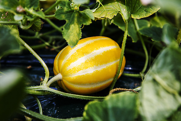 포토 JPG 주간 과일 근접촬영 사람없음 야외 한개 경상북도 특산물 참외 지역 비닐하우스 제철 성주 성주참외 제철과일 과채 국내포토 자연요소 1 뷰포인트 농업 채소 경상도 파일형식