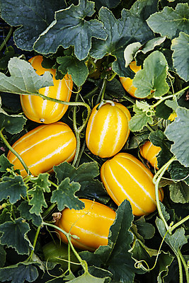 포토 JPG 주간 과일 사람없음 야외 여러개 경상북도 특산물 참외 지역 비닐하우스 제철 성주 성주참외 제철과일 과채 국내포토 자연요소 다수 농업 채소 경상도 파일형식