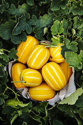 포토 JPG 주간 과일 사람없음 야외 여러개 경상북도 특산물 참외 지역 비닐하우스 제철 성주 성주참외 제철과일 과채 국내포토 자연요소 다수 농업 채소 경상도 파일형식