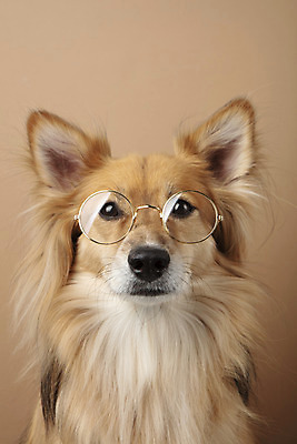 포토 JPG 스튜디오촬영 동물 한마리 반려견 안경 실내 누끼 근접촬영 사람없음 앞모습 반려동물 귀여움 개 강아지 반려 갈색배경 믹스견 국내포토 1 잡화 뷰포인트 백그라운드 컨셉 포유류 내부 갈색 파일형식