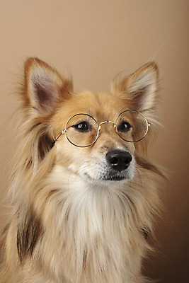 포토 JPG 스튜디오촬영 동물 한마리 반려견 안경 실내 누끼 근접촬영 사람없음 앞모습 반려동물 귀여움 개 강아지 반려 갈색배경 믹스견 국내포토 1 잡화 뷰포인트 백그라운드 컨셉 포유류 내부 갈색 파일형식