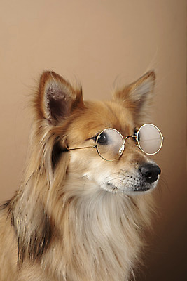 포토 JPG 스튜디오촬영 동물 한마리 응시 반려견 안경 실내 누끼 근접촬영 사람없음 옆모습 반려동물 귀여움 개 강아지 반려 갈색배경 믹스견 국내포토 1 시선 잡화 뷰포인트 백그라운드 컨셉 포유류 내부 갈색 파일형식