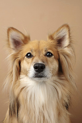 포토 JPG 스튜디오촬영 동물 한마리 반려견 실내 누끼 근접촬영 사람없음 앞모습 반려동물 귀여움 개 강아지 반려 갈색배경 믹스견 국내포토 1 뷰포인트 백그라운드 컨셉 포유류 내부 갈색 파일형식