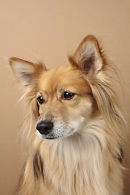 포토 JPG 스튜디오촬영 동물 한마리 응시 반려견 실내 누끼 근접촬영 사람없음 옆모습 반려동물 귀여움 개 강아지 반려 갈색배경 믹스견 국내포토 1 시선 뷰포인트 백그라운드 컨셉 포유류 내부 갈색 파일형식