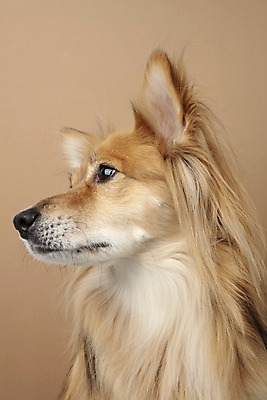 포토 JPG 스튜디오촬영 동물 한마리 응시 반려견 실내 누끼 근접촬영 사람없음 옆모습 반려동물 귀여움 개 강아지 반려 갈색배경 믹스견 국내포토 1 시선 뷰포인트 백그라운드 컨셉 포유류 내부 갈색 파일형식