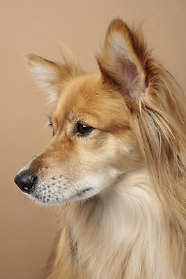 포토 JPG 스튜디오촬영 동물 한마리 응시 반려견 실내 누끼 근접촬영 사람없음 옆모습 반려동물 귀여움 개 강아지 반려 갈색배경 믹스견 국내포토 1 시선 뷰포인트 백그라운드 컨셉 포유류 내부 갈색 파일형식