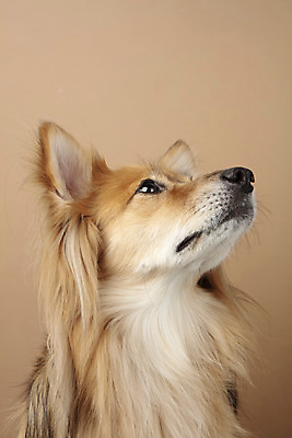 포토 JPG 스튜디오촬영 동물 한마리 응시 반려견 실내 누끼 근접촬영 사람없음 옆모습 반려동물 귀여움 개 강아지 반려 갈색배경 믹스견 국내포토 1 시선 뷰포인트 백그라운드 컨셉 포유류 내부 갈색 파일형식