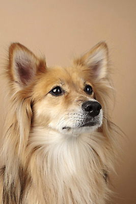 포토 JPG 스튜디오촬영 동물 한마리 반려견 실내 누끼 근접촬영 사람없음 앞모습 반려동물 귀여움 개 강아지 반려 갈색배경 믹스견 국내포토 1 뷰포인트 백그라운드 컨셉 포유류 내부 갈색 파일형식