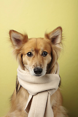 포토 JPG 스튜디오촬영 동물 한마리 반려견 실내 누끼 근접촬영 사람없음 앞모습 반려동물 귀여움 목도리 개 강아지 노란배경 반려 믹스견 국내포토 1 잡화 뷰포인트 백그라운드 컨셉 포유류 내부 노란색 파일형식