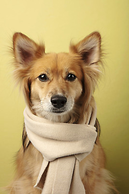 포토 JPG 스튜디오촬영 동물 한마리 반려견 실내 누끼 근접촬영 사람없음 앞모습 반려동물 귀여움 목도리 개 강아지 노란배경 반려 믹스견 국내포토 1 잡화 뷰포인트 백그라운드 컨셉 포유류 내부 노란색 파일형식