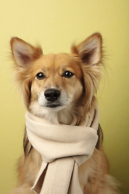 포토 JPG 스튜디오촬영 동물 한마리 반려견 실내 누끼 근접촬영 사람없음 앞모습 반려동물 귀여움 목도리 개 강아지 노란배경 반려 믹스견 국내포토 1 잡화 뷰포인트 백그라운드 컨셉 포유류 내부 노란색 파일형식