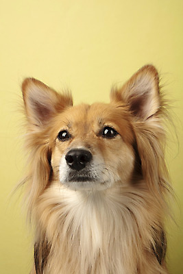 포토 JPG 스튜디오촬영 동물 한마리 반려견 실내 누끼 근접촬영 사람없음 앞모습 반려동물 귀여움 개 강아지 노란배경 반려 믹스견 국내포토 1 뷰포인트 백그라운드 컨셉 포유류 내부 노란색 파일형식